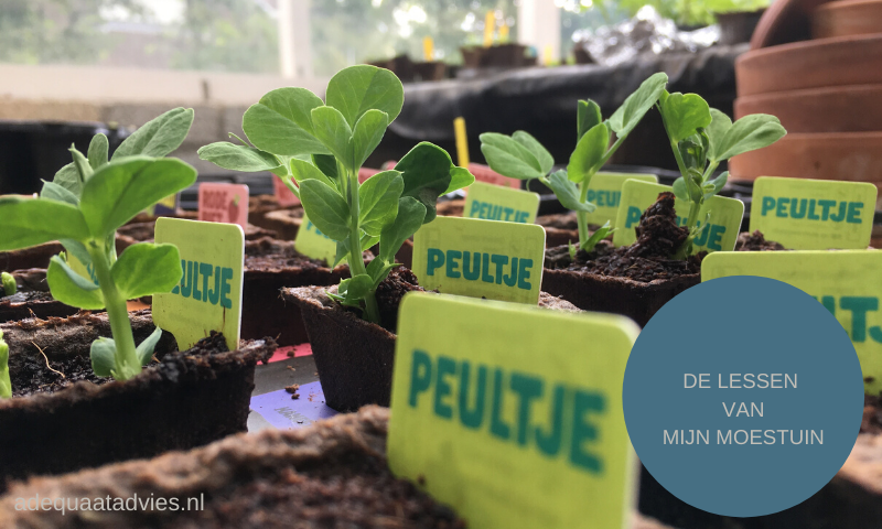 Moestuin opkomende plantjes